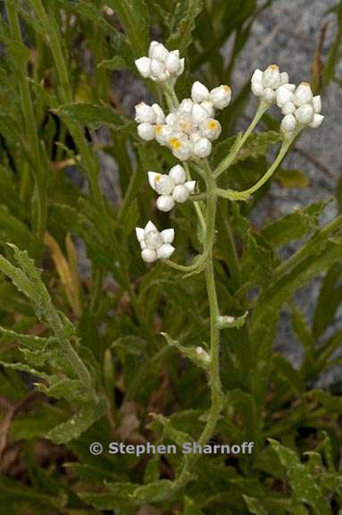 pseudognaphalium californicum 5 graphic